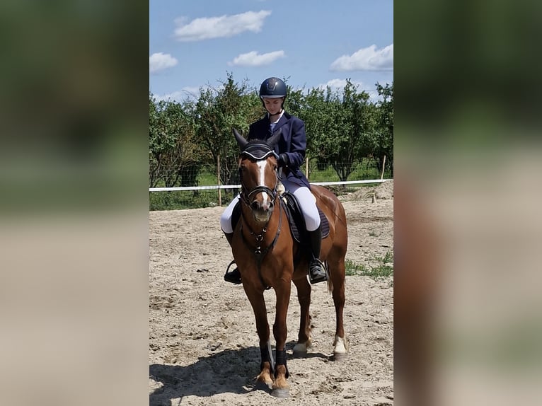 Ungarisches Sportpferd Mix Stute 8 Jahre 156 cm Dunkelfuchs in Szigetmonostor