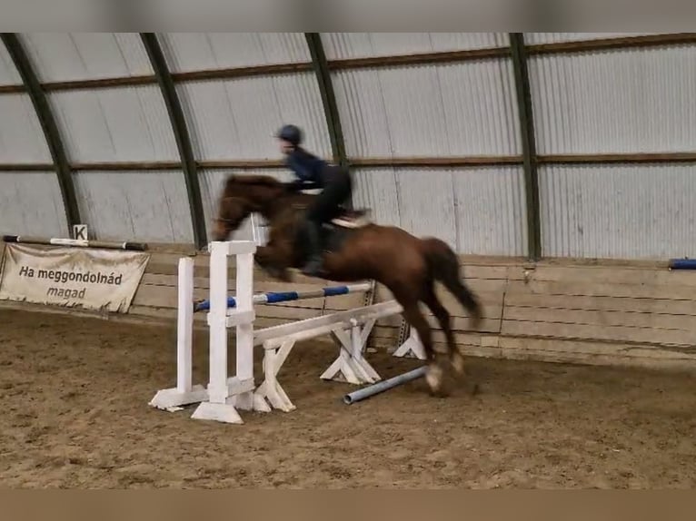 Ungarisches Sportpferd Mix Stute 8 Jahre 156 cm Dunkelfuchs in Szigetmonostor