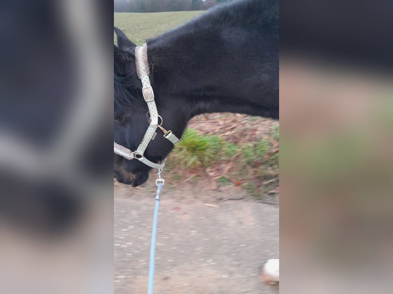 Ungarisches Sportpferd Stute 8 Jahre 157 cm Rappe in Kraichtal