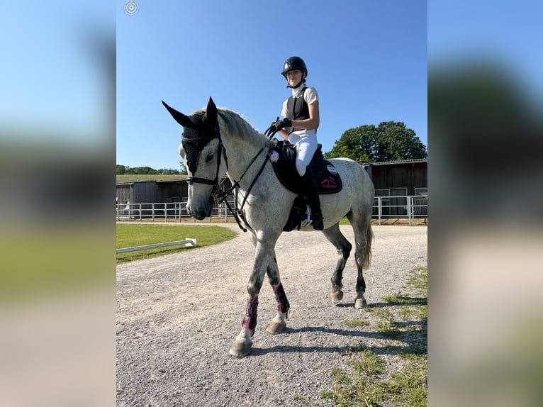 Ungarisches Sportpferd Stute 8 Jahre 160 cm Fliegenschimmel in Linz