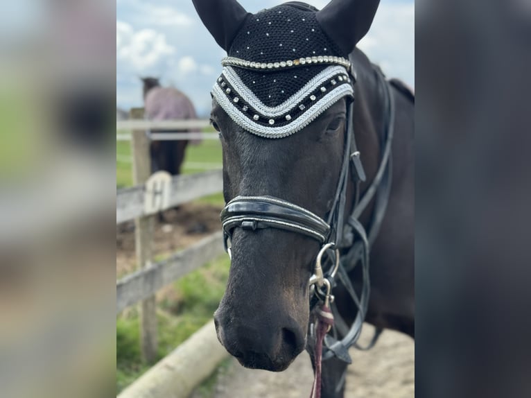 Ungarisches Sportpferd Stute 8 Jahre 160 cm Schwarzbrauner in Riedering