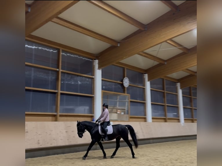 Ungarisches Sportpferd Stute 8 Jahre 160 cm Schwarzbrauner in Riedering