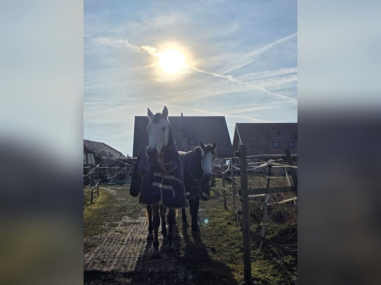 Ungarisches Sportpferd Stute 8 Jahre 162 cm Apfelschimmel in Biezwil