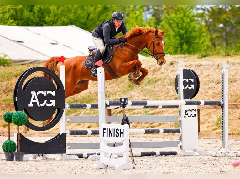 Ungarisches Sportpferd Stute 8 Jahre 166 cm Dunkelfuchs in P&#xE1;tka