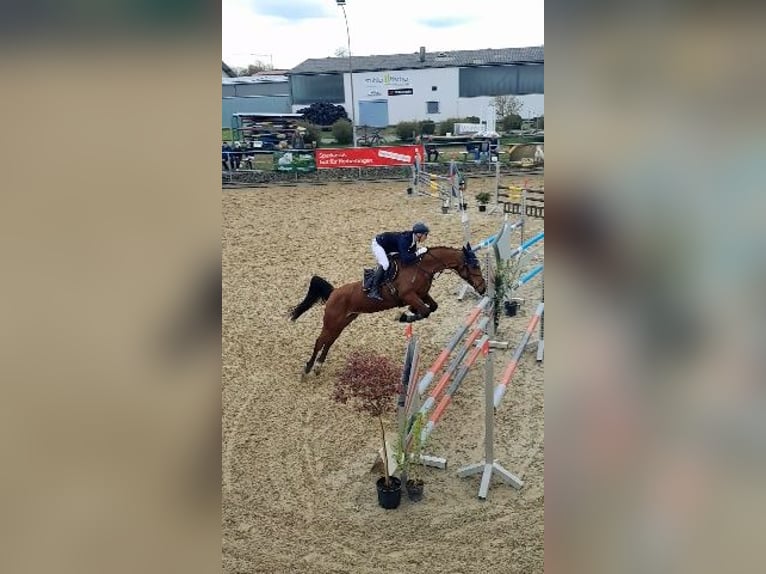 Ungarisches Sportpferd Stute 8 Jahre 166 cm  in Bodolz