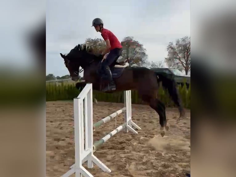 Ungarisches Sportpferd Stute 8 Jahre 168 cm Brauner in Neu Gaarz