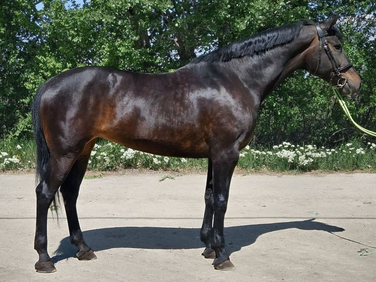 Ungarisches Sportpferd Stute 8 Jahre 168 cm Dunkelbrauner in Békés