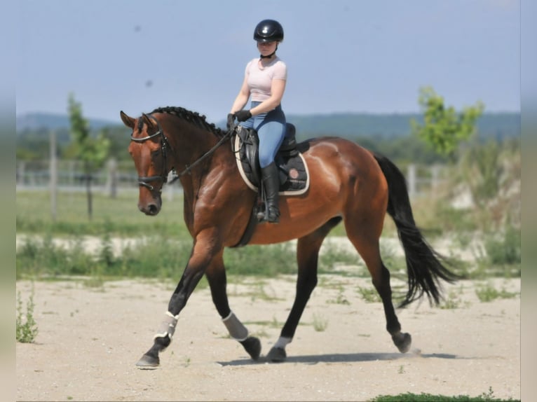 Ungarisches Sportpferd Stute 8 Jahre 175 cm Brauner in Schattendorf
