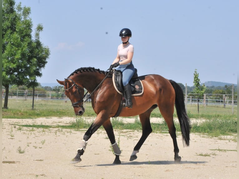 Ungarisches Sportpferd Stute 8 Jahre 175 cm Brauner in Schattendorf