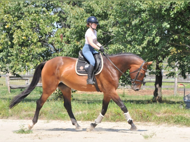 Ungarisches Sportpferd Stute 8 Jahre 175 cm Brauner in Schattendorf