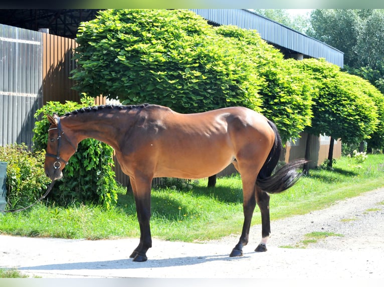 Ungarisches Sportpferd Stute 8 Jahre 175 cm Brauner in Schattendorf