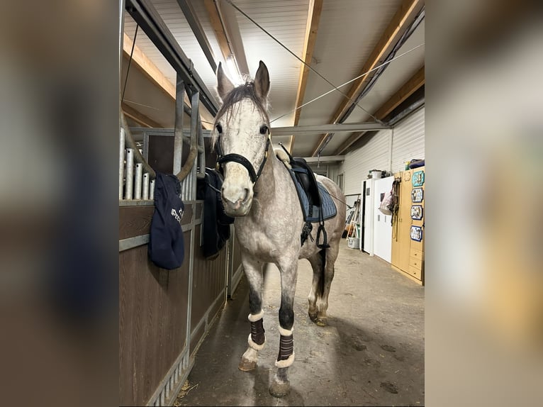 Ungarisches Sportpferd Mix Stute 8 Jahre 175 cm Schimmel in Oberrohrbach