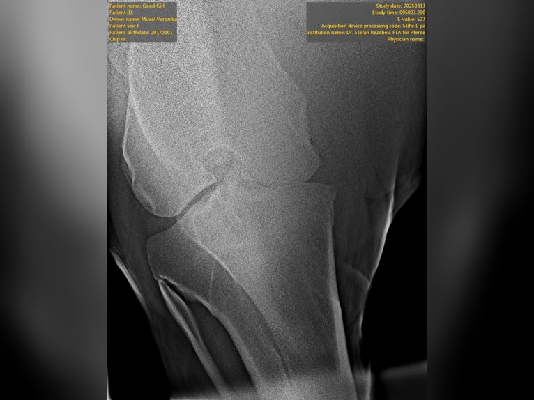 Ungarisches Sportpferd Stute 8 Jahre 177 cm Apfelschimmel in Au