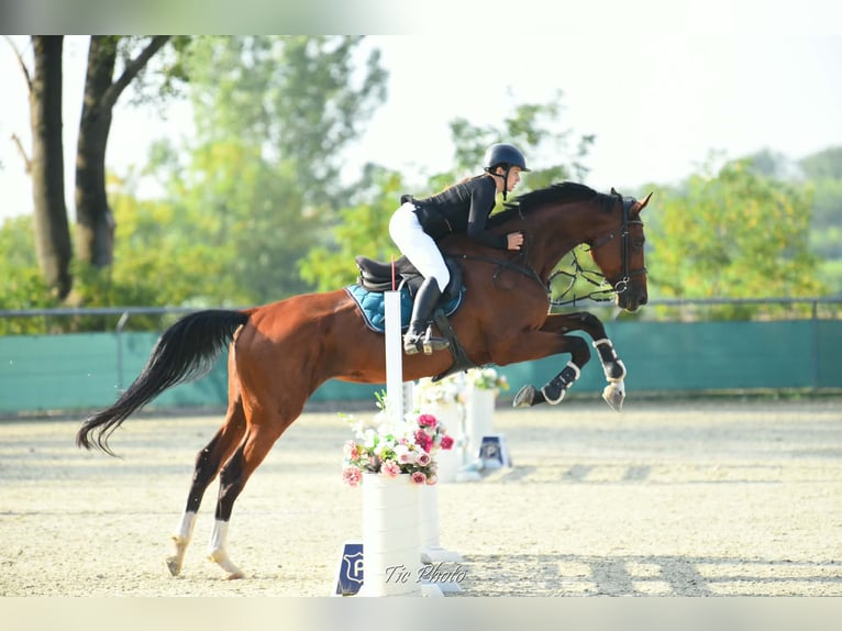 Ungarisches Sportpferd Stute 8 Jahre 185 cm Rotbrauner in Zákányszék