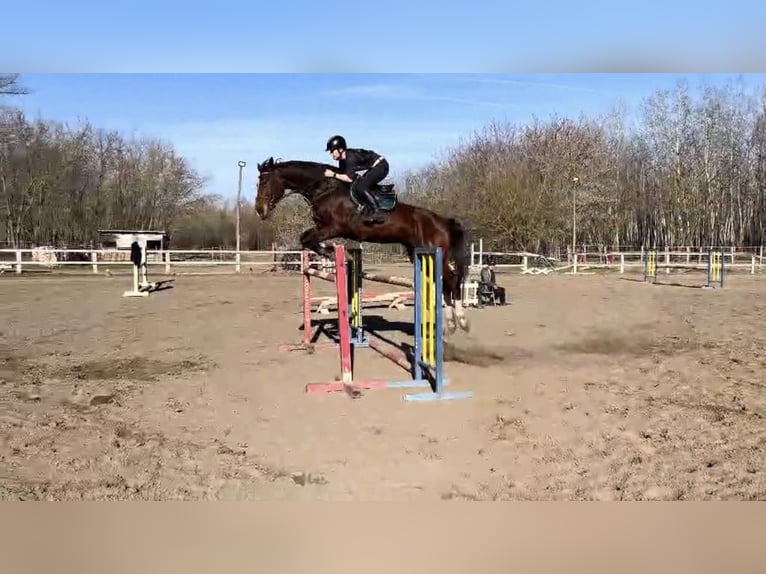 Ungarisches Sportpferd Stute 8 Jahre 185 cm Rotbrauner in Zákányszék