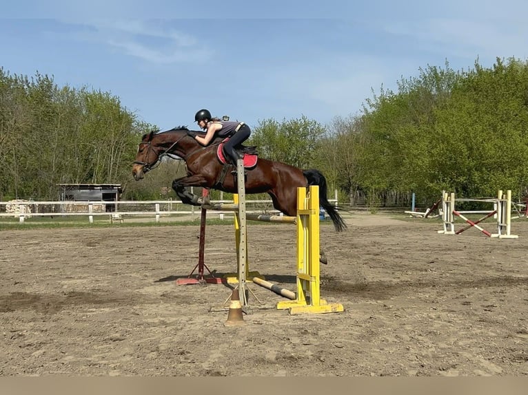 Ungarisches Sportpferd Stute 8 Jahre 185 cm Rotbrauner in Zákányszék