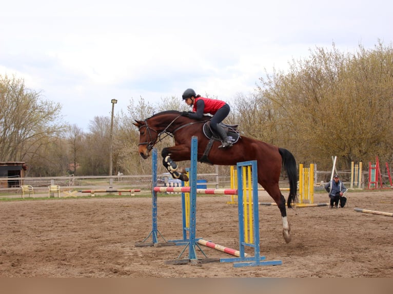 Ungarisches Sportpferd Stute 8 Jahre 185 cm Rotbrauner in Zákányszék