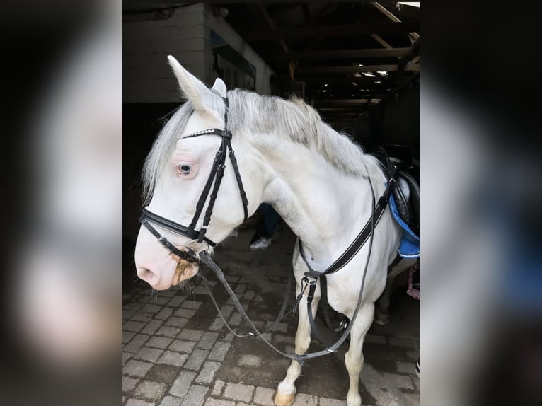 Ungarisches Sportpferd Stute 9 Jahre 135 cm Schecke in Straelen