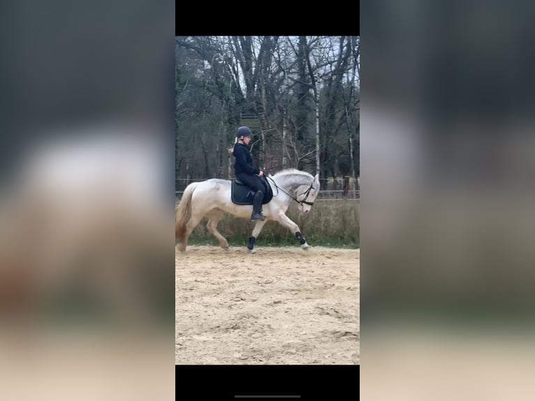 Ungarisches Sportpferd Stute 9 Jahre 135 cm Schecke in Straelen