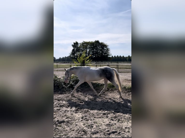 Ungarisches Sportpferd Stute 9 Jahre 135 cm Schecke in Straelen