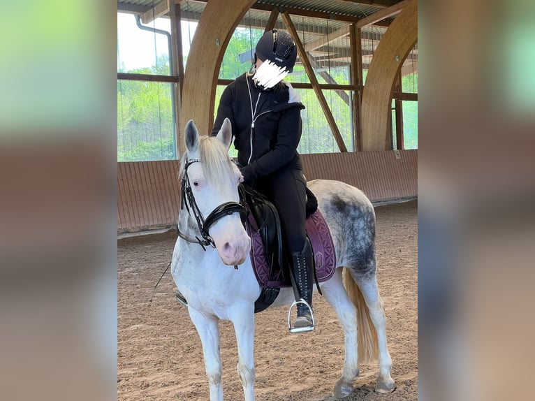 Ungarisches Sportpferd Stute 9 Jahre 135 cm Schecke in Straelen
