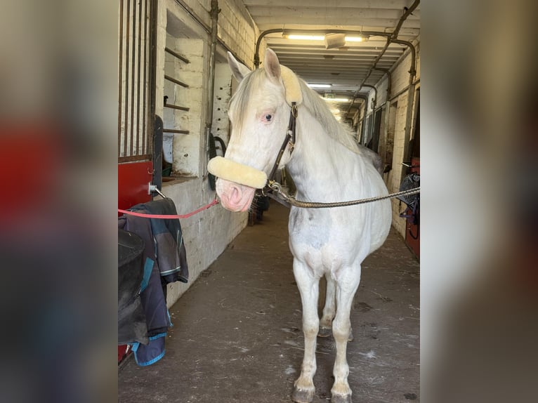 Ungarisches Sportpferd Stute 9 Jahre 135 cm Schecke in Straelen