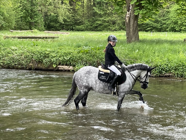 Ungarisches Sportpferd Stute 9 Jahre 137 cm Apfelschimmel in Warburg