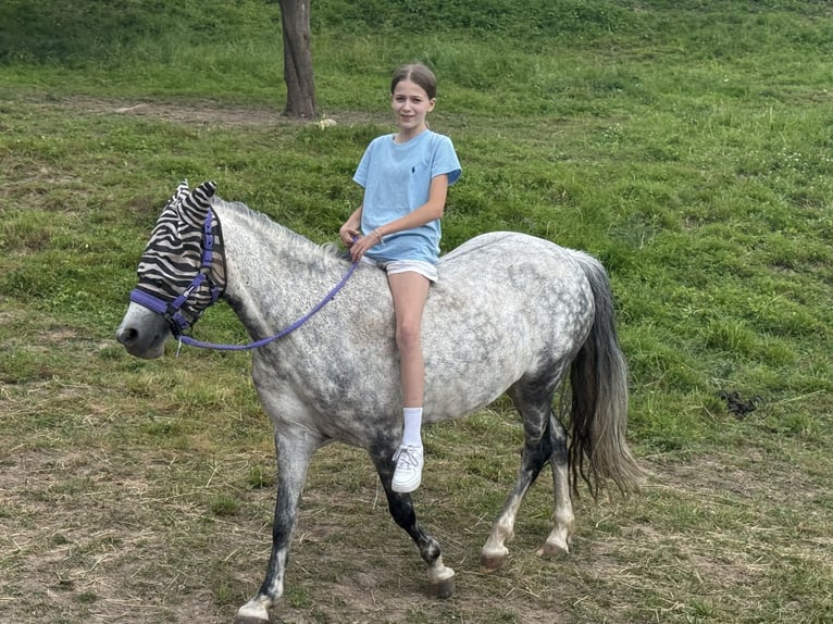 Ungarisches Sportpferd Stute 9 Jahre 137 cm Apfelschimmel in Warburg