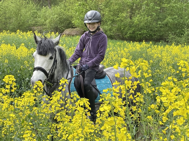 Ungarisches Sportpferd Stute 9 Jahre 137 cm Apfelschimmel in Warburg