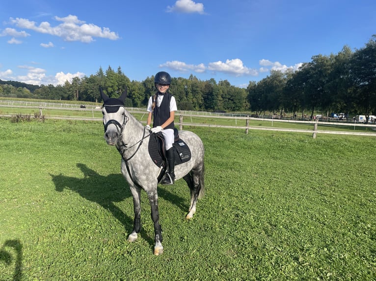 Ungarisches Sportpferd Stute 9 Jahre 137 cm Apfelschimmel in Warburg