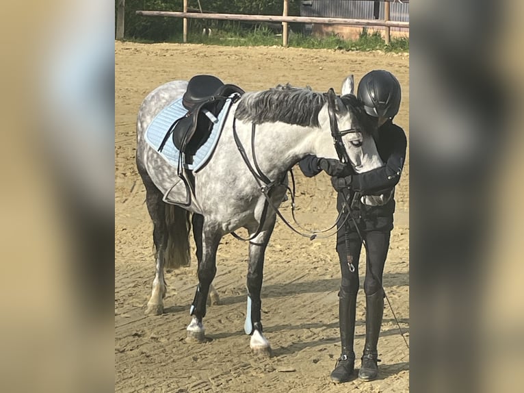 Ungarisches Sportpferd Stute 9 Jahre 137 cm Apfelschimmel in Warburg
