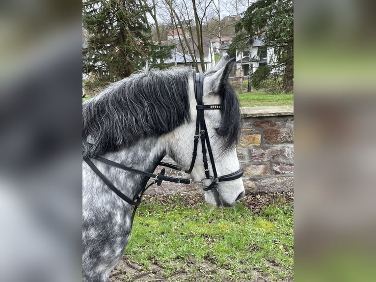 Ungarisches Sportpferd Stute 9 Jahre 137 cm Apfelschimmel in Warburg