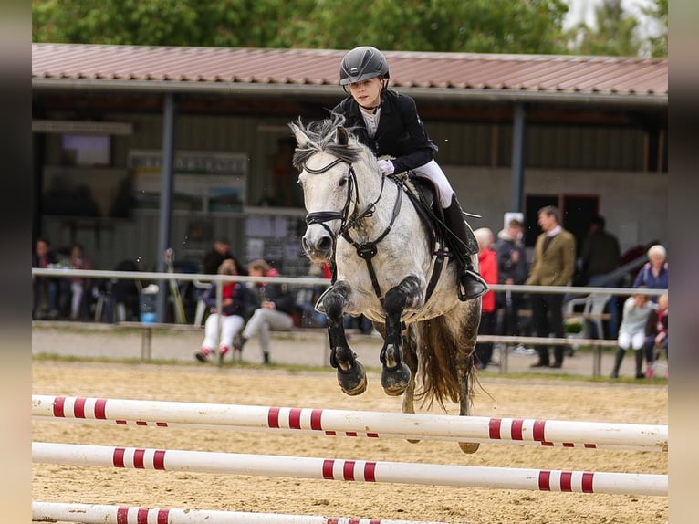 Ungarisches Sportpferd Stute 9 Jahre 137 cm Apfelschimmel in Warburg