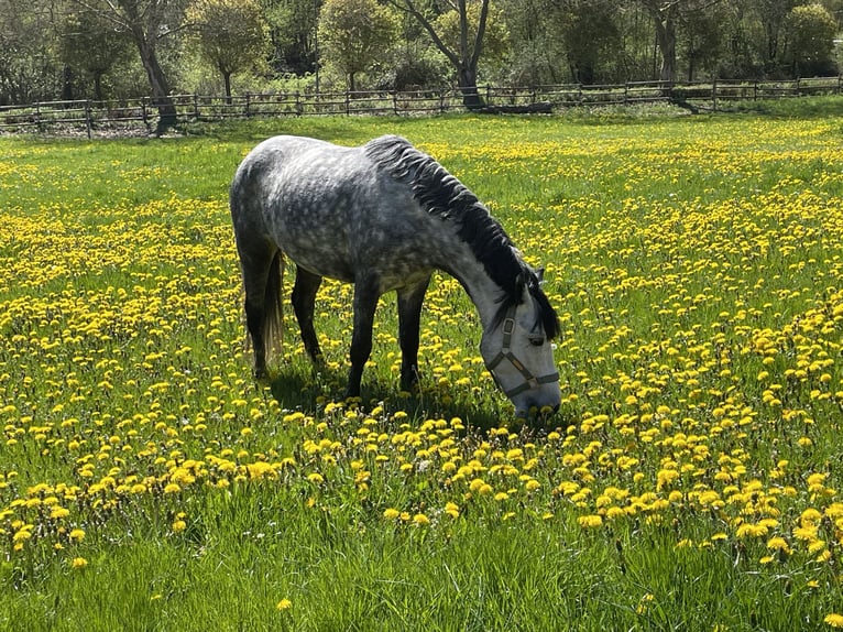 Ungarisches Sportpferd Stute 9 Jahre 137 cm Apfelschimmel in Warburg