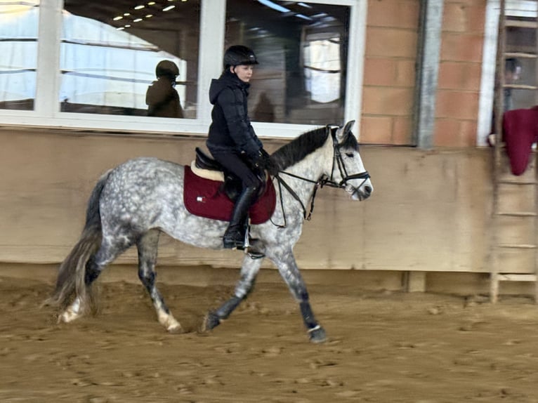 Ungarisches Sportpferd Stute 9 Jahre 137 cm Apfelschimmel in Warburg