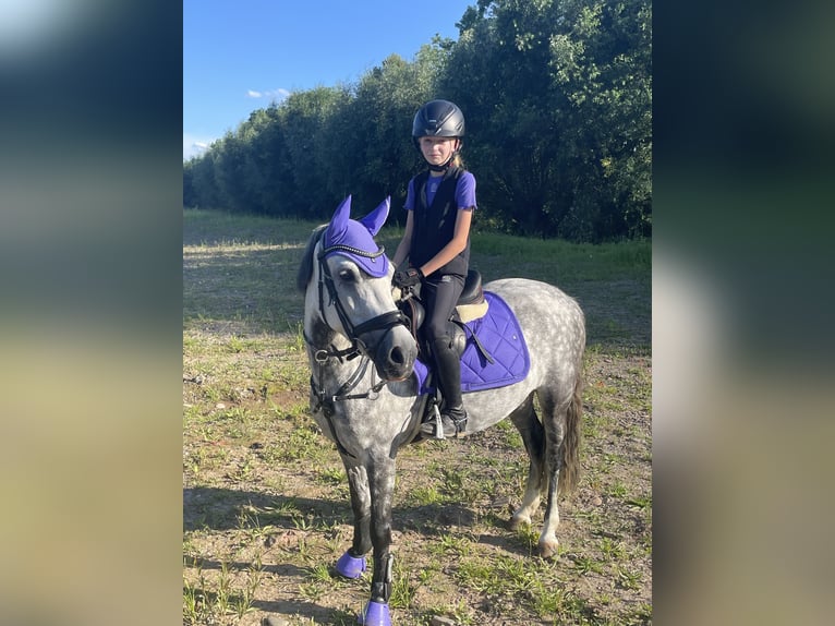 Ungarisches Sportpferd Stute 9 Jahre 137 cm Apfelschimmel in Warburg