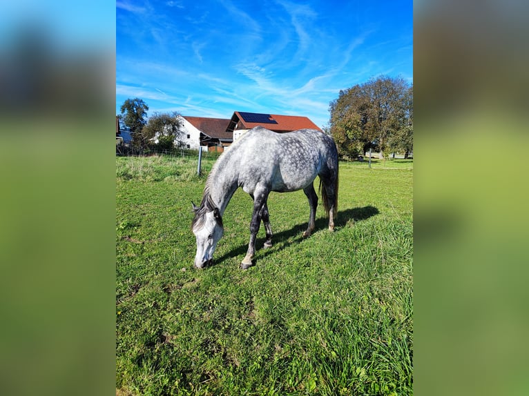 Ungarisches Sportpferd Stute 9 Jahre 150 cm Apfelschimmel in Dorf