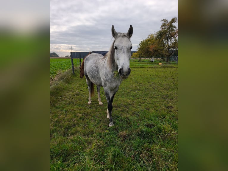 Ungarisches Sportpferd Stute 9 Jahre 150 cm Apfelschimmel in Dorf