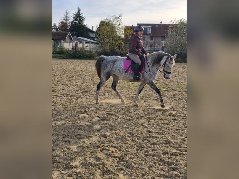 Ungarisches Sportpferd Stute 9 Jahre 150 cm Apfelschimmel in Dorf