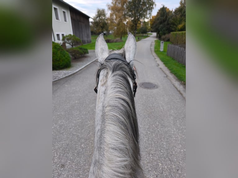 Ungarisches Sportpferd Stute 9 Jahre 150 cm Apfelschimmel in Dorf