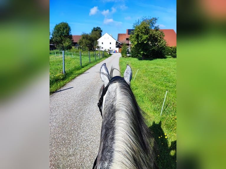 Ungarisches Sportpferd Stute 9 Jahre 150 cm Apfelschimmel in Dorf