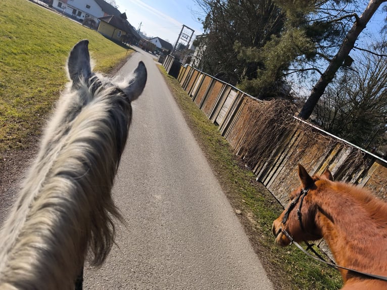 Ungarisches Sportpferd Stute 9 Jahre 150 cm Apfelschimmel in Dorf