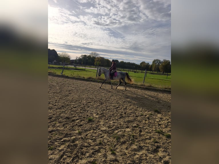 Ungarisches Sportpferd Stute 9 Jahre 150 cm Apfelschimmel in Dorf