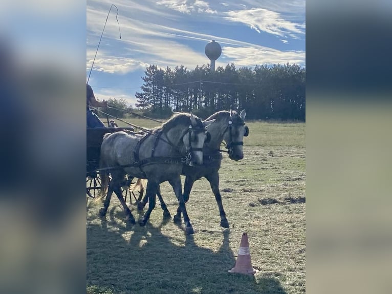 Ungarisches Sportpferd Stute 9 Jahre 153 cm Schimmel in Tass