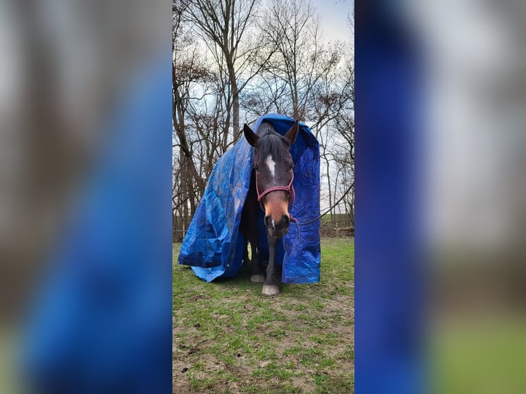 Ungarisches Sportpferd Stute 9 Jahre 156 cm Dunkelbrauner in Zwolle