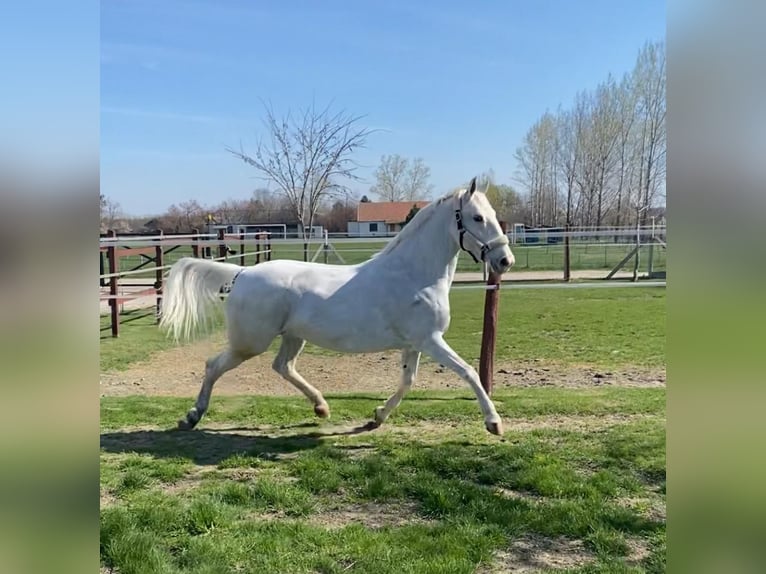 Ungarisches Sportpferd Stute 9 Jahre 160 cm White in Tass