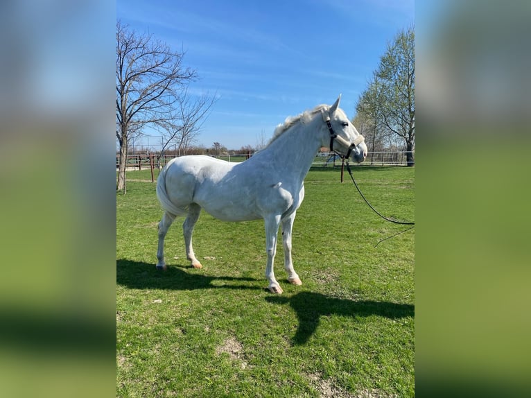 Ungarisches Sportpferd Stute 9 Jahre 160 cm White in Tass