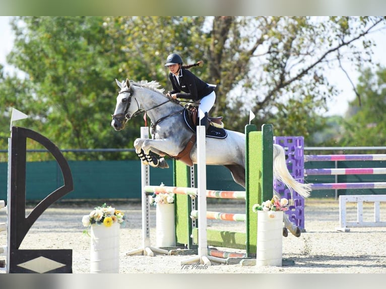 Ungarisches Sportpferd Stute 9 Jahre 162 cm Schimmel in B&#xE9;k&#xE9;scsaba