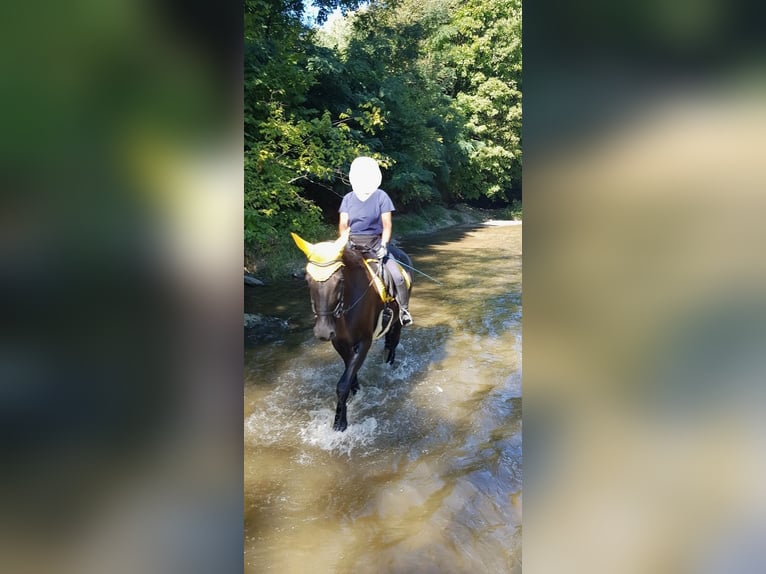Ungarisches Sportpferd Stute 9 Jahre 167 cm Rappe in Seibersdorf