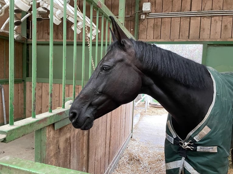 Ungarisches Sportpferd Stute 9 Jahre 167 cm Rappe in Seibersdorf